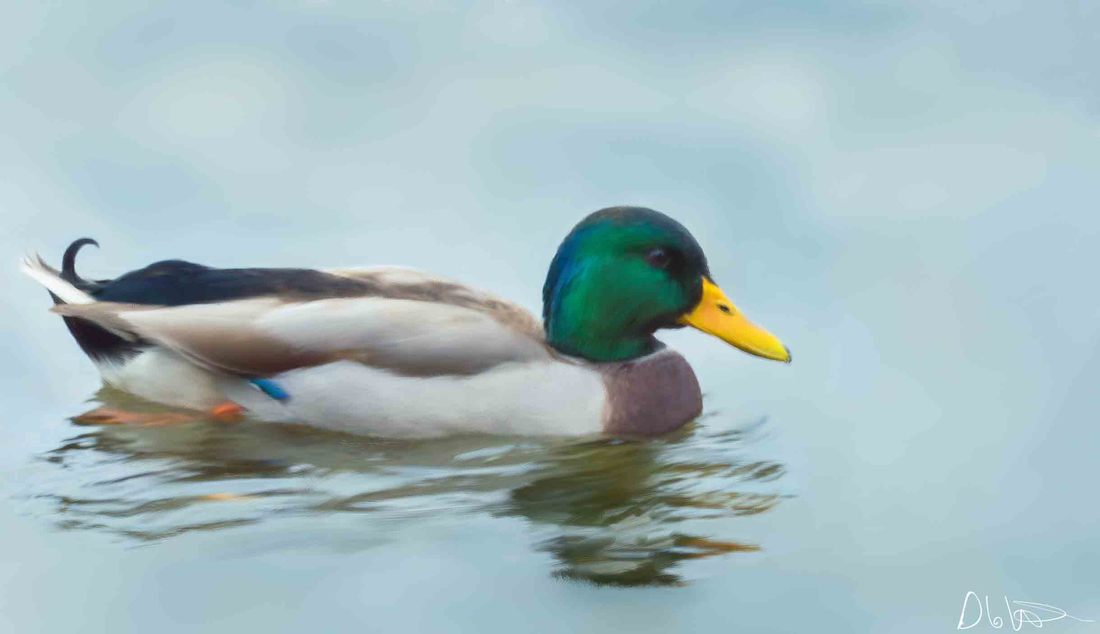 1100x634 Painting With Corel Painter 17 - Mallard Painting