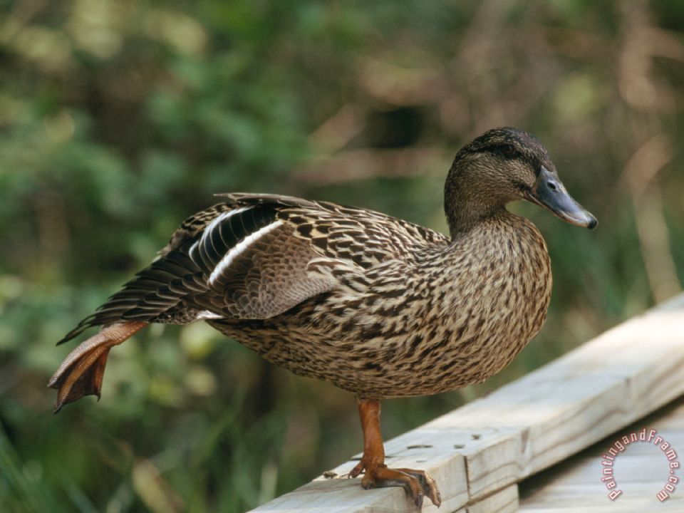 960x720 Raymond Gehman Female Mallard Duck Stretching Her Leg Painting - Mallard Painting