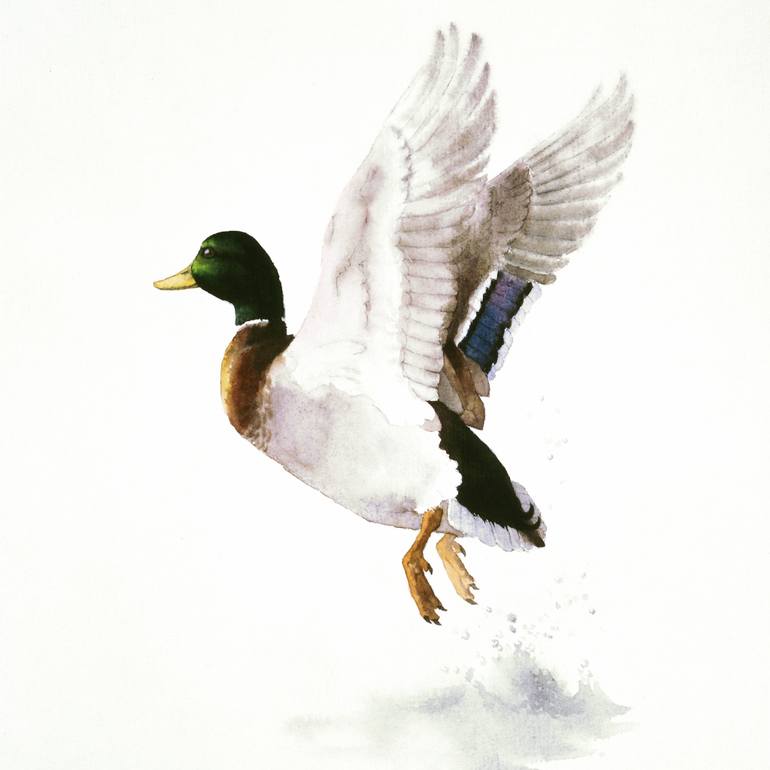 770x770 Saatchi Art Mallard Flying Away Painting By Attila Meszlenyi - Mallard Painting