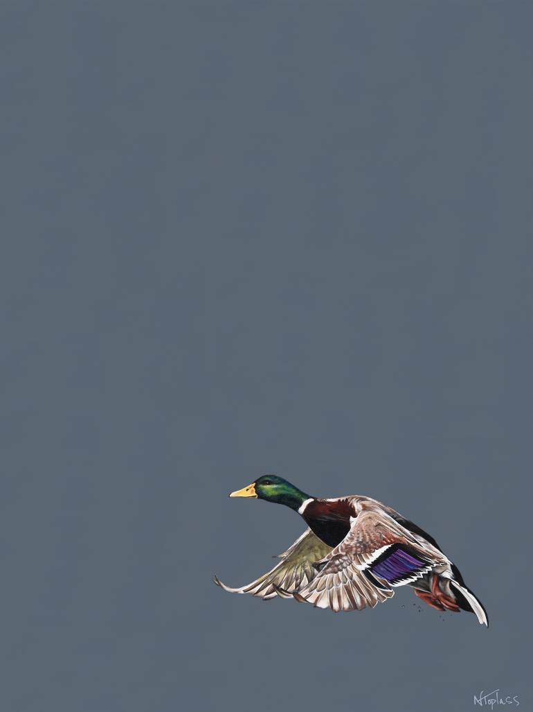 770x1027 Saatchi Art Mallard Painting By Natalie Toplass - Mallard Painting