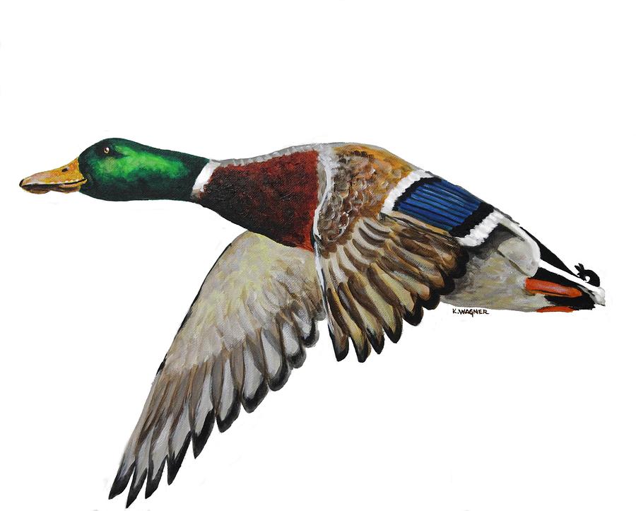 900x723 Solitary Mallard Drake Painting By Karl Wagner - Mallard Painting