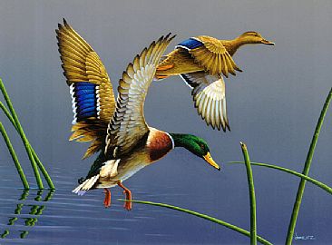 366x270 Mallard - Mallard Painting