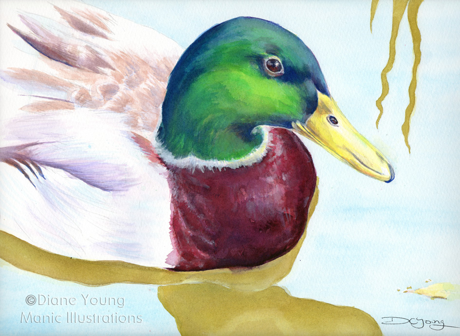 945x690 Duck Mallard Painting Web Animal Artist ~ Diane Young - Mallard Painting
