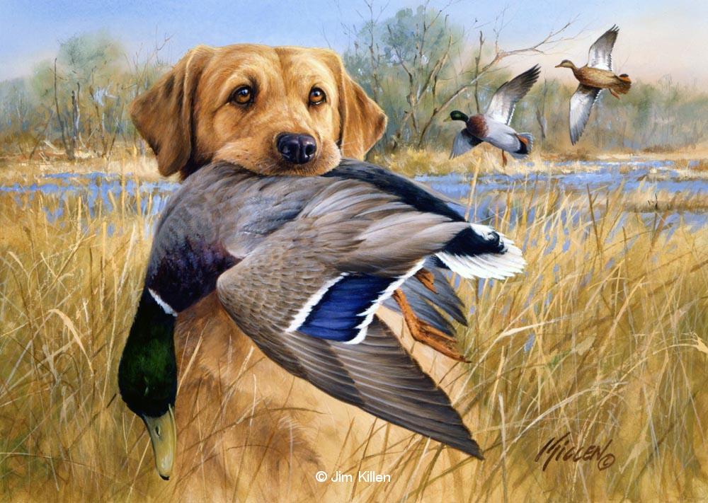 1000x711 Great Retrievers Yellow Labrador Mallard Painting By Jim Killen - Mallard Painting