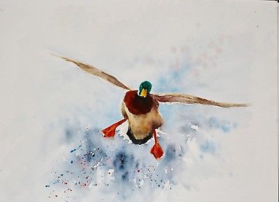 400x290 Mallard Duck Watercolour Painting A3 Original Shuicai - Mallard Painting