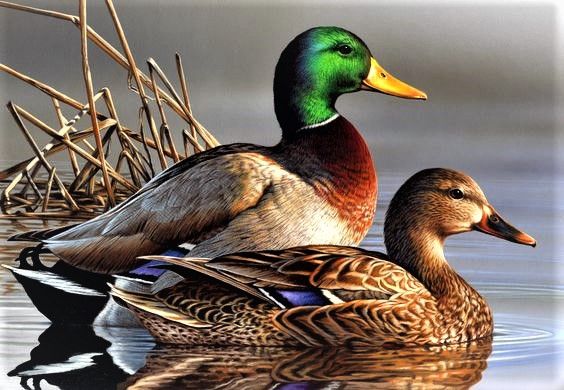 564x390 Male Amp Female Mallard Ducks Various Waterfowl - Mallard Painting