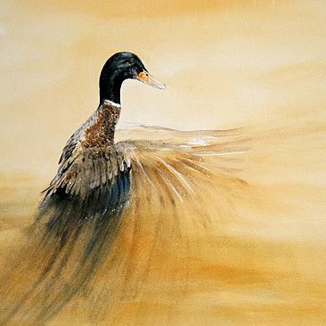 366x366 Mallard - Mallard Painting