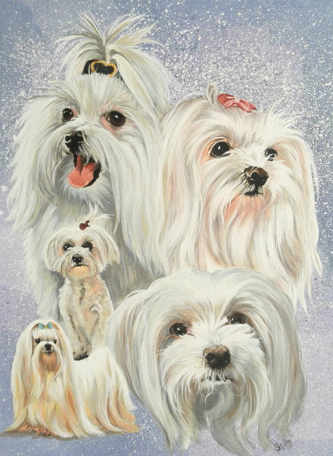 657x900 Maltese Collage Painting By Barbara Keith - Maltese Painting