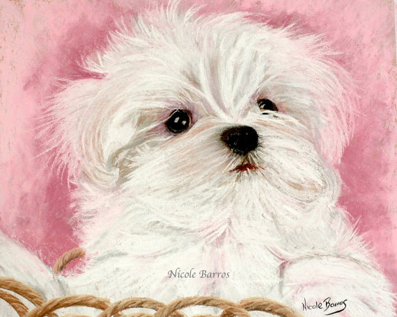 570x456 Maltese Dog Maltese Puppy Maltese Painting Print Animal - Maltese Painting
