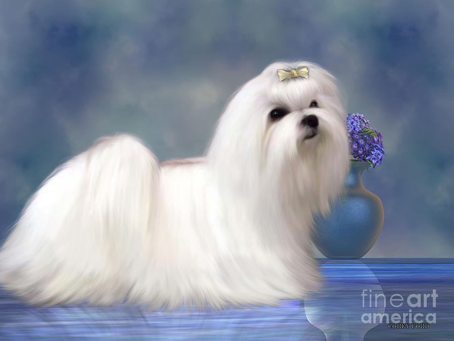 900x675 Maltese Dog Painting By Corey Ford - Maltese Painting