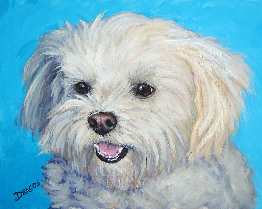 900x719 Maltese In Sunlight Painting By Dottie Dracos - Maltese Painting