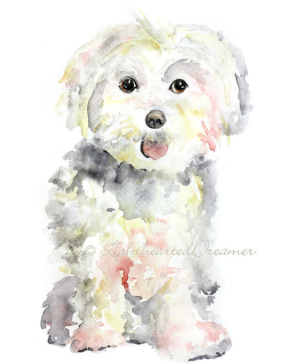 570x713 Maltese Painting Dog Print Maltese Puppy Print Kids Wall - Maltese Painting