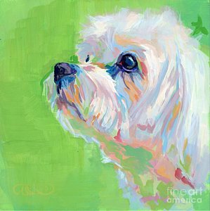 299x300 Maltese Paintings Fine Art America - Maltese Painting