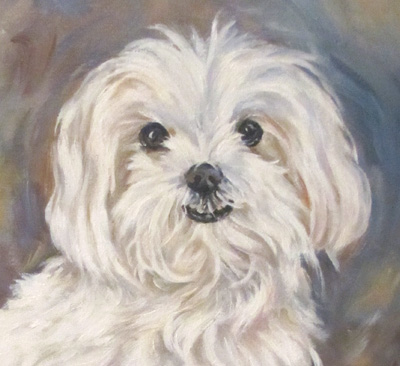 400x366 Paintedplums Casper The Friendly Maltese - Maltese Painting
