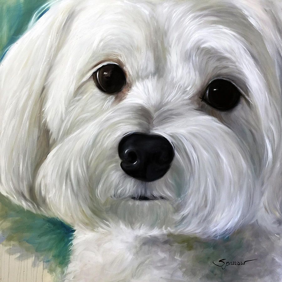 900x900 Peanut Painting By Mary Sparrow Acrylics Maltese - Maltese Painting