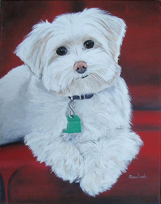 554x700 Pet Portrait Painting Commission Maltese Dog Painting By Sharon Lamb - Maltese Painting