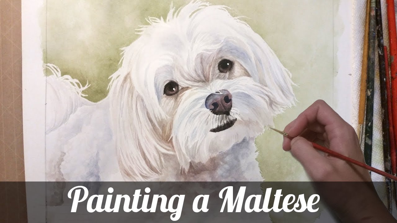 1280x720 Watercolor Speed Painting Maltese - Maltese Painting
