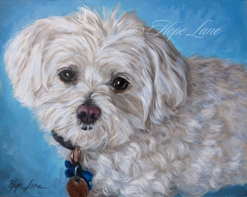 864x691 Maltese, Custom Pet Portrait Painting, Little White Dog, White Dog - Maltese Painting