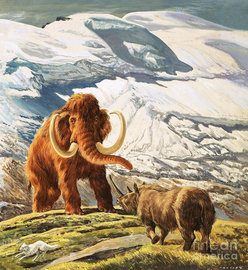 827x900 Mammoth Meets Rhinoceros Painting By Eric Tansley - Mammoth Painting
