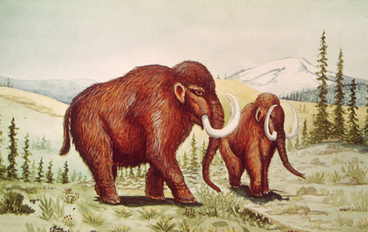 1200x755 Mammoths Natural And Unnatural Selection Curious - Mammoth Painting