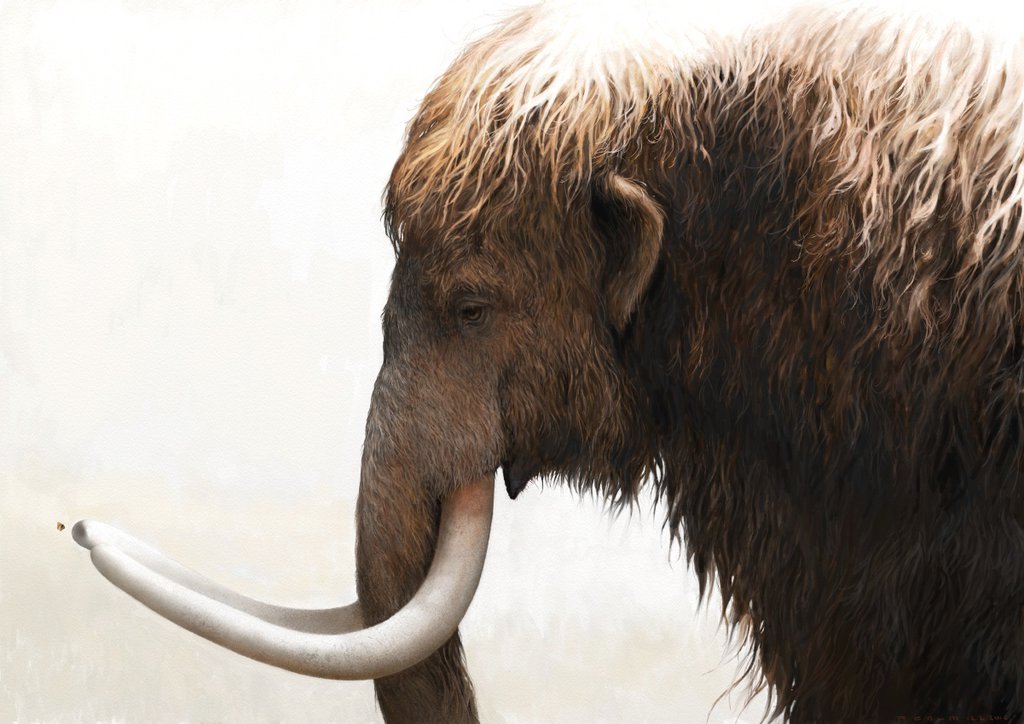 1024x724 Woolly Mammoth And A Painted Lady By Renum63 - Mammoth Painting