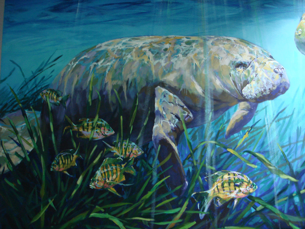 1024x768 Manatee Painting Hd Wallpaper, Background Images - Manatee Painting