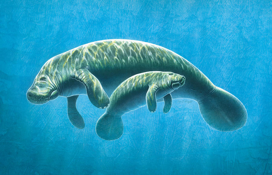 900x580 Manatee Painting By Jq Licensing - Manatee Painting