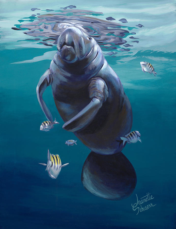 692x900 Manatee Painting By Jeanette Schuerr - Manatee Painting