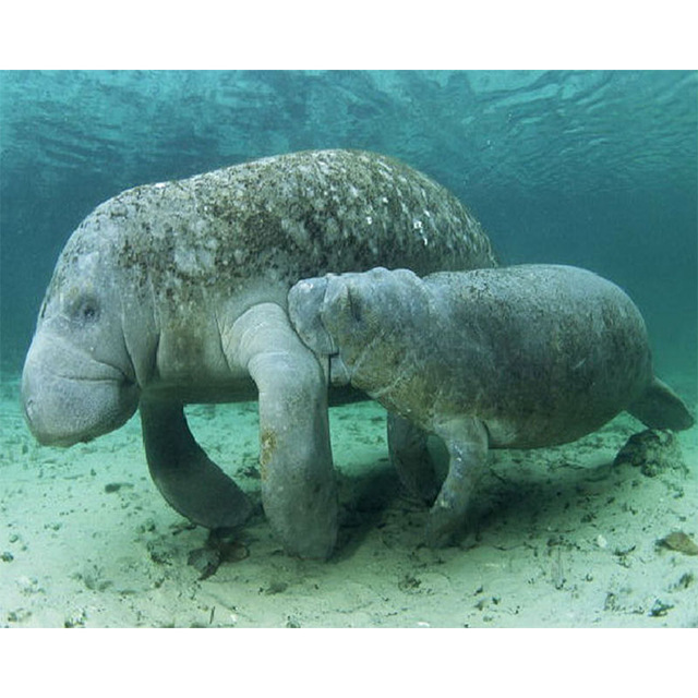 640x640 Diy Diamond Painting Cross Stitch Needlework Diamond Manatee - Manatee Painting