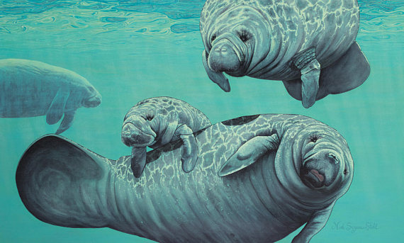 570x343 Original Acrylic Manatee Painting Entitled Afternoon Delight - Manatee Painting