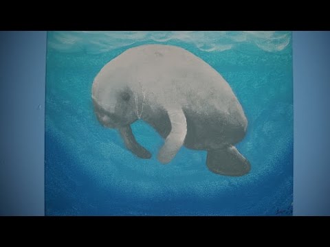 480x360 Painting A Manatee (Manapaint) - Manatee Painting