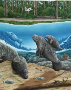 238x300 Rick Sanders - Manatee Painting