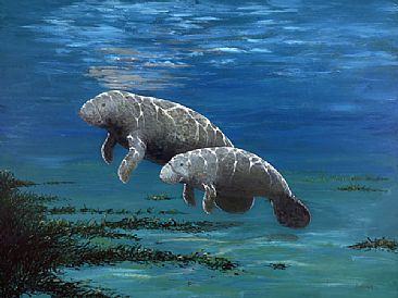 366x274 Manatee - Manatee Painting