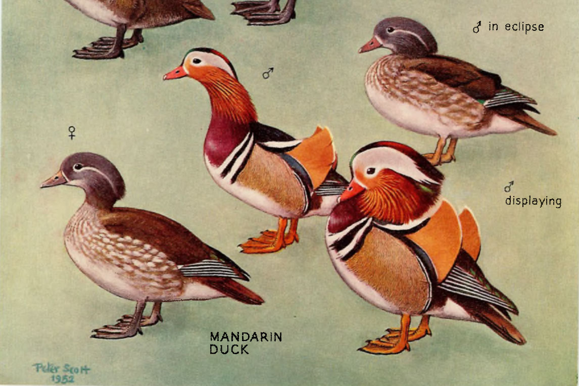 1146x764 December 2013 Mandarinewt - Mandarin Ducks Painting