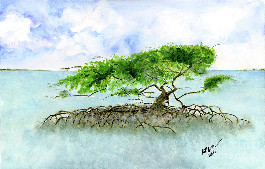 900x575 Mangrove Tree Painting By Bill Mcclurg - Mangrove Painting