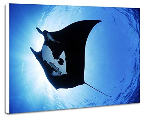463x374 Manta Ray Sea Creature, Prints Artwork On Wood Board - Manta Ray Painting