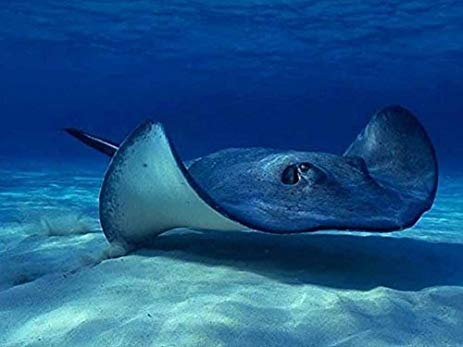 463x347 Stingray Oil Painting On Canvas Modern Wall Art - Manta Ray Painting