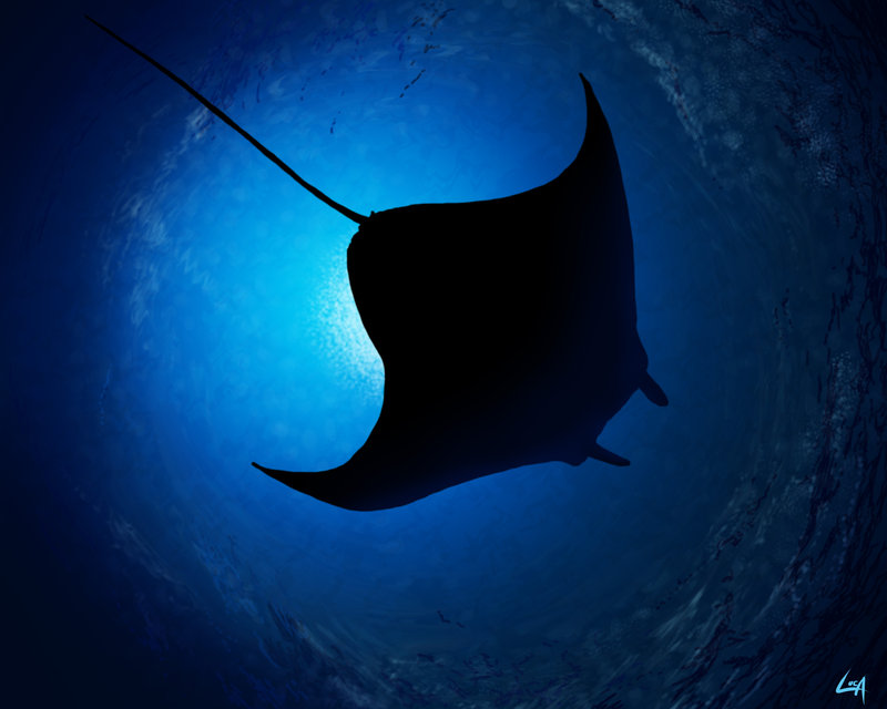 800x640 Giant Manta Ray By Finkybeatnik - Manta Ray Painting