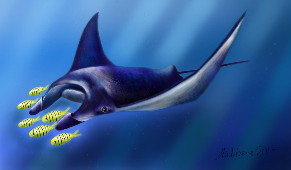 1200x702 Jessie Dibbens Illustrations On Twitter Manta Ray I Painted - Manta Ray Painting