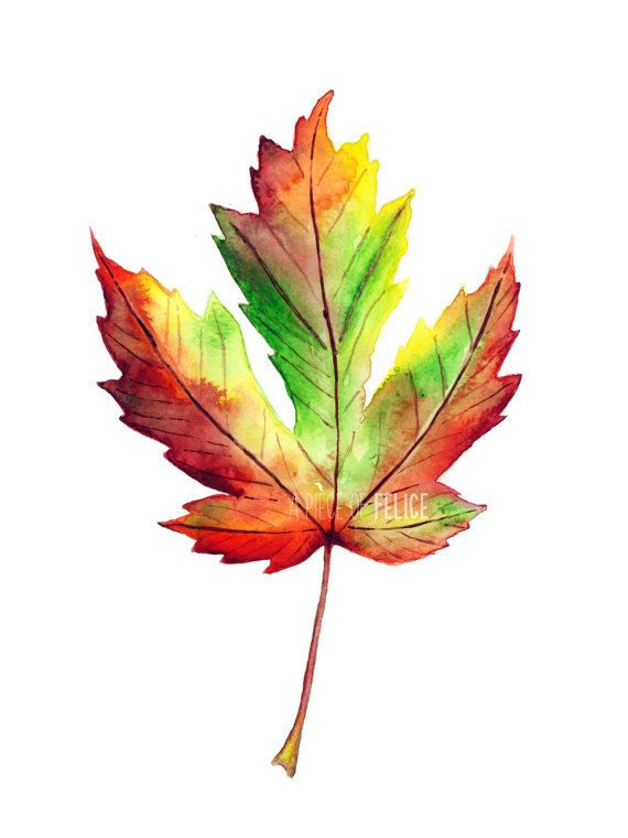 570x760 Watercolor Fall Maple Leaf Painting Print Maple Leaf Art Skyler - Maple Leaf Painting