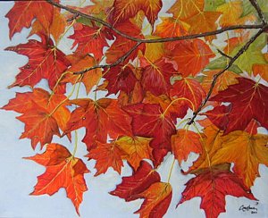 300x244 Canadian Maple Leaf Paintings - Maple Leaf Painting