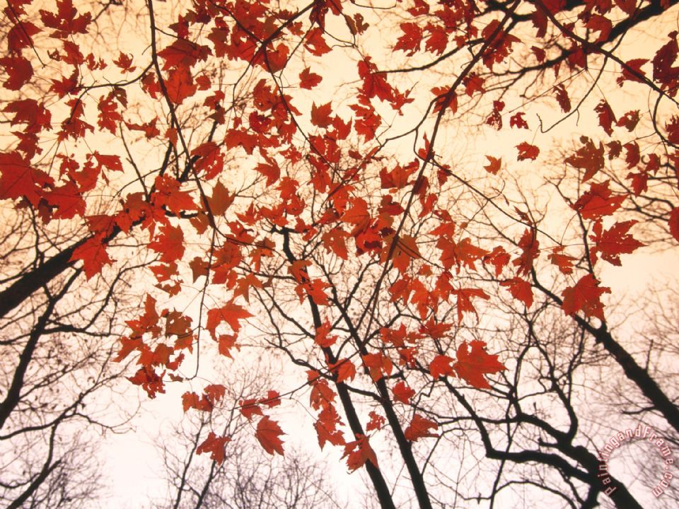 960x720 Raymond Gehman Red Maple And Autumn Sky Painting - Maple Painting