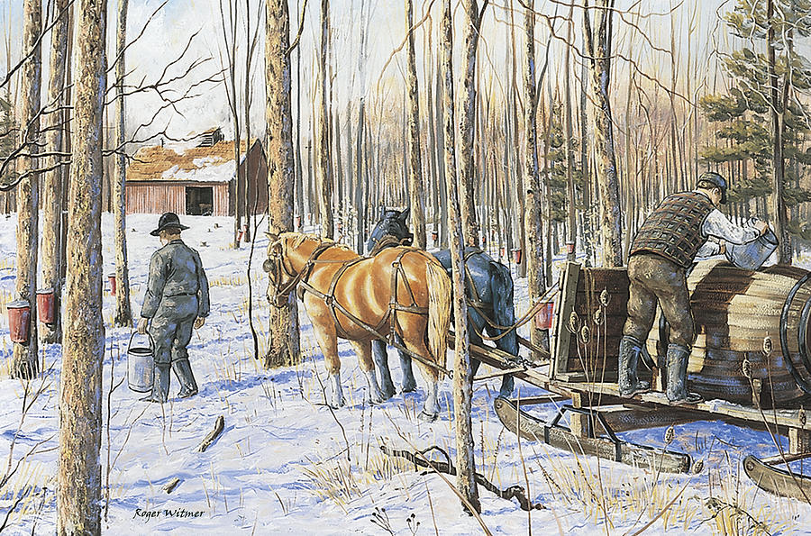 900x595 Collecting Maple Syrup Painting By Roger Witmer - Maple Syrup Painting