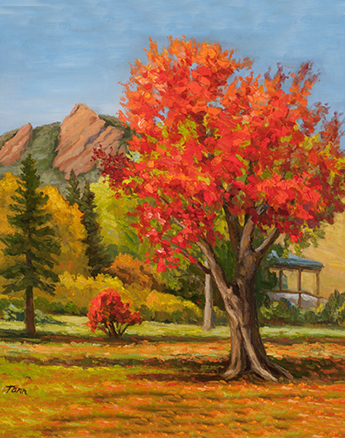 1200x1524 Maple Tree - Maple Tree Painting