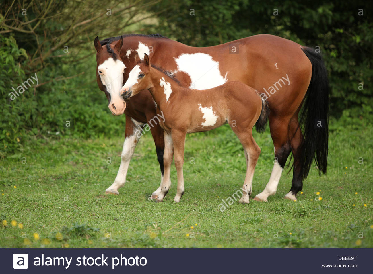 1300x956 Paint Horse Mare With Adorable Foal On Pasturage In Summer Stock - Mare And Foal Painting