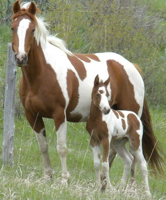 539x646 Wip Paint Mare And Foal - Mare And Foal Painting
