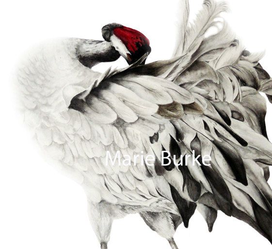 561x513 Common Crane Ii - Maria Crane Painting