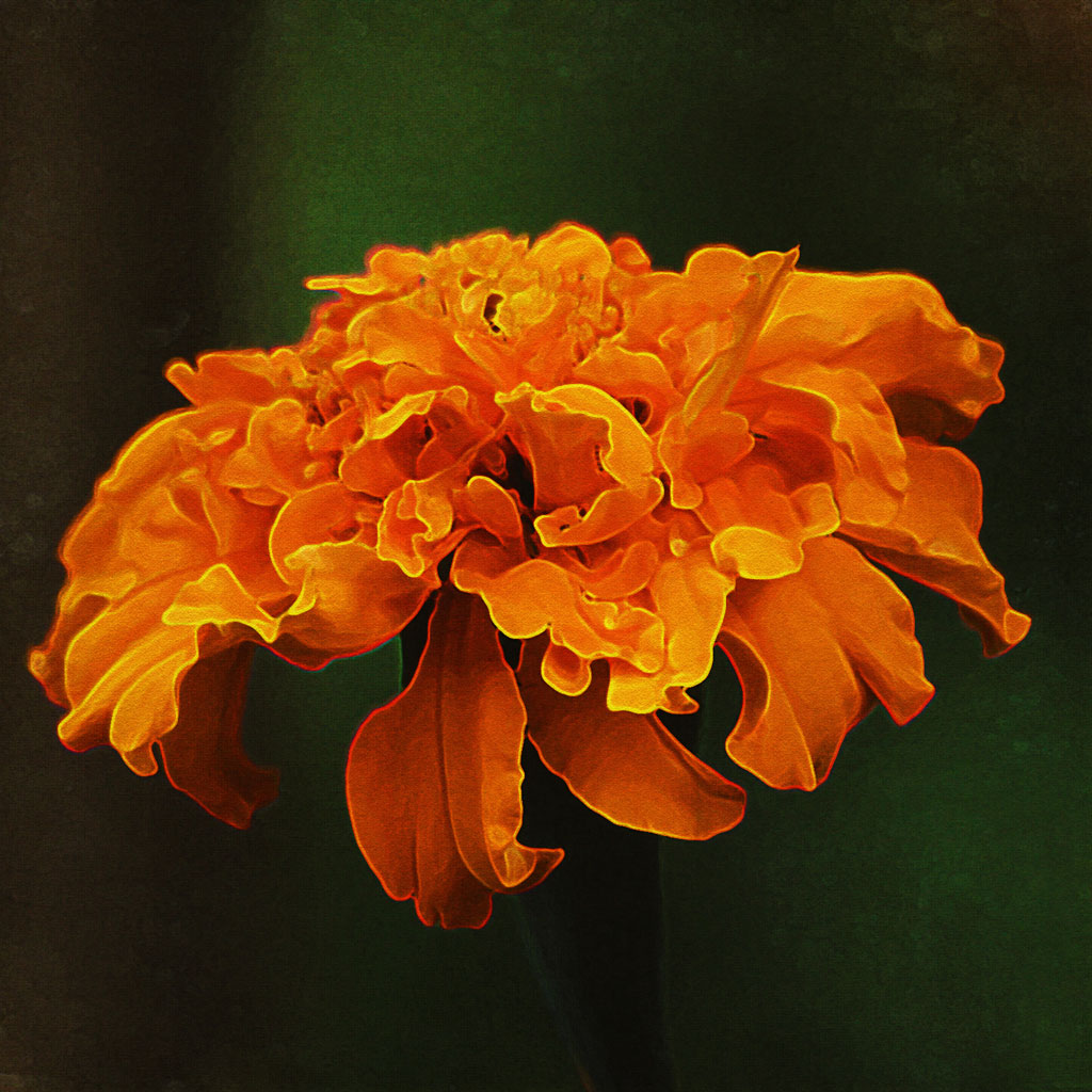 1024x1024 Marigold Painting - Marigold Painting
