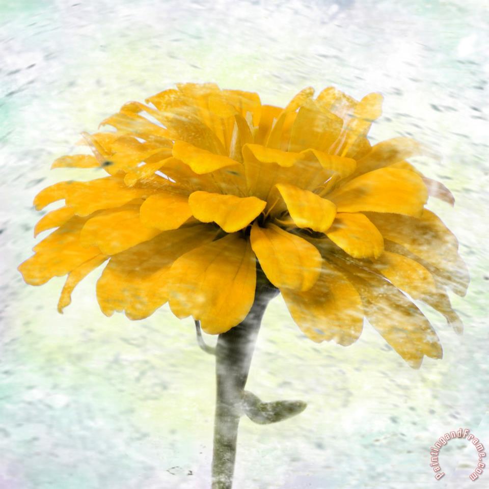 960x960 Sia Aryai Marigold Painting - Marigold Painting