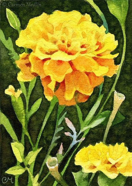 464x650 Happy Marigolds Aceo, Watercolor Painting Flowers - Marigold Painting